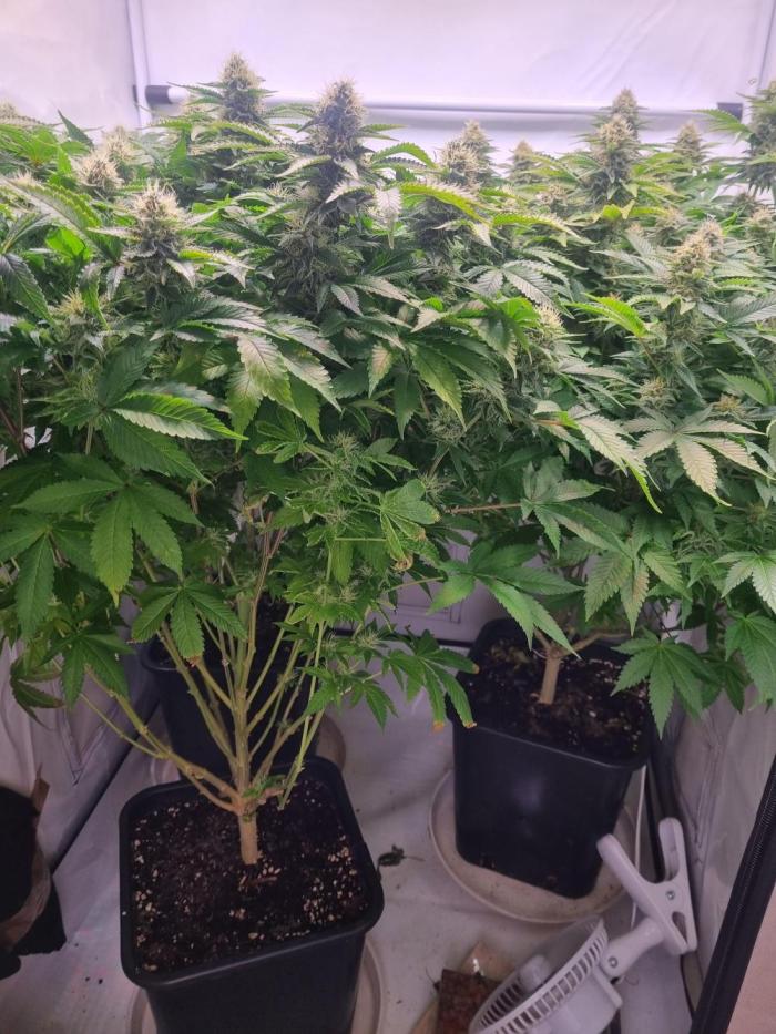 Ganja Farmer Cheese. Week 14 - Yes