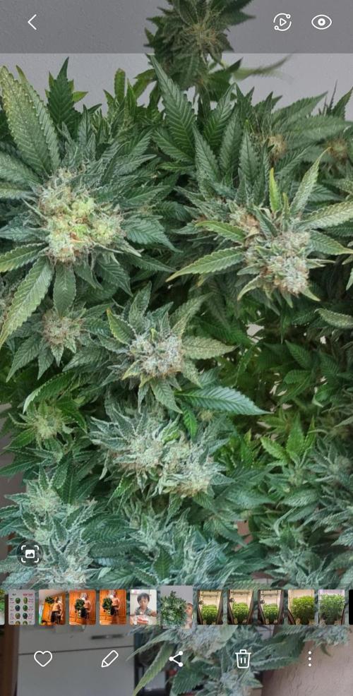 Ganja Farmer Cheese. Week 15 - 1