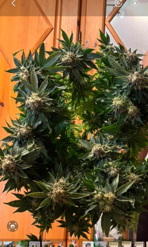 Ganja Farmer Cheese. Week 15 - 2