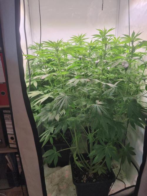 Tangerine Dream and Blueberry og. Week 8 - Side