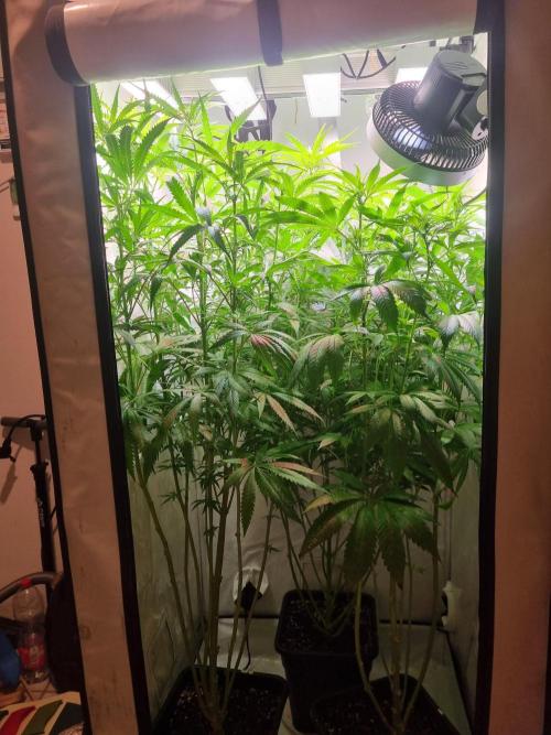 Tangerine Dream and Blueberry og. Week 9 - J