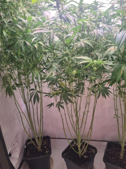 Tangerine Dream and Blueberry og. Week 10 - Huge 