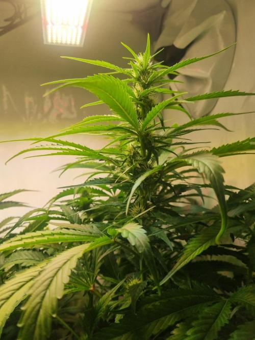 Tangerine Dream and Blueberry og. Week 10 - Bud