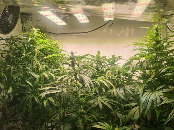 Tangerine Dream and Blueberry og. Week 10 - 5-20cm left 