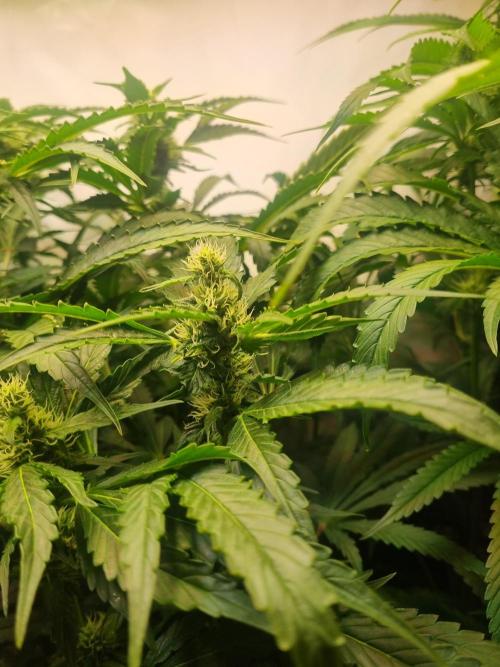 Tangerine Dream and Blueberry og. Week 10 - Buds