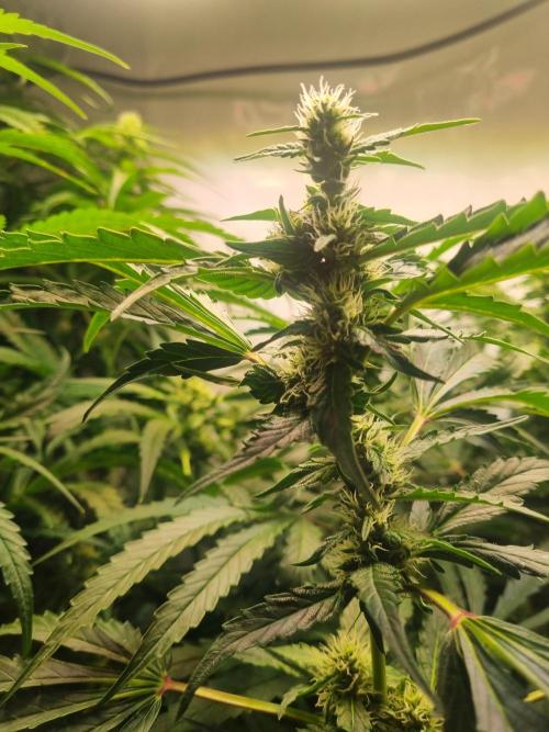 Tangerine Dream and Blueberry og. Week 10 - Buds