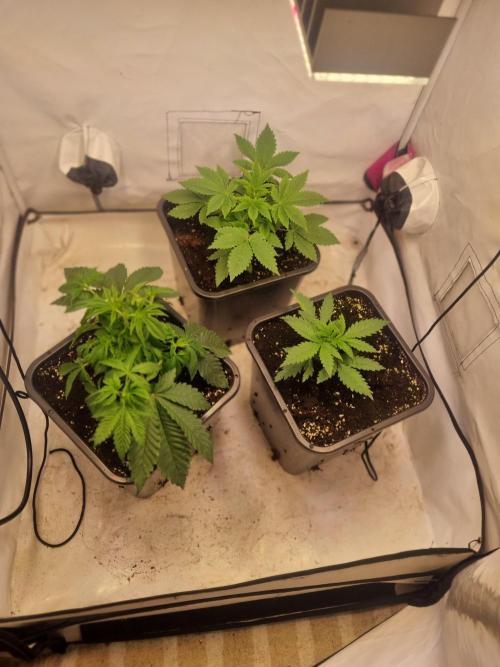 High THC Run ✨️. Week 3