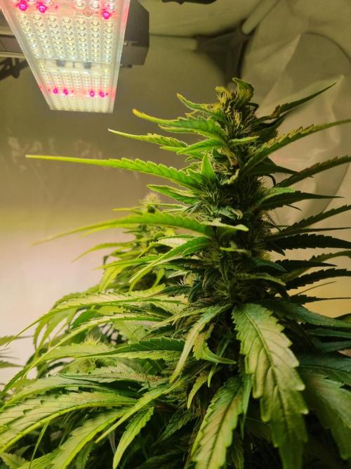 Tangerine Dream and Blueberry og. Week 11 - Bud