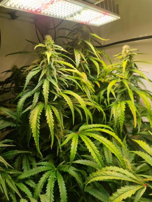 Tangerine Dream and Blueberry og. Week 11 - Tangie
