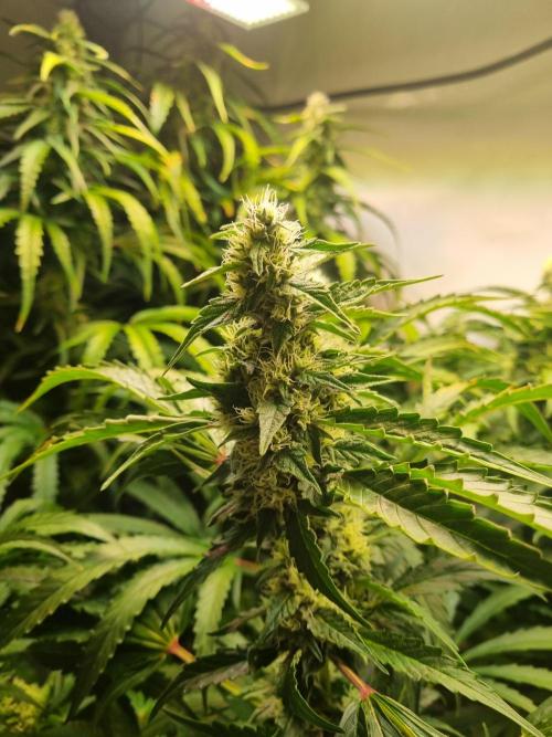 Tangerine Dream and Blueberry og. Week 11 - Bkueberry