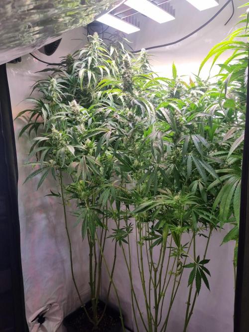 Tangerine Dream and Blueberry og. Week 11 - All