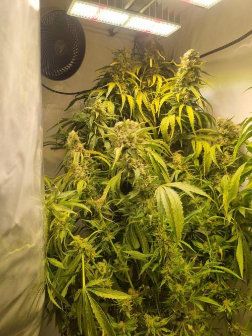 Tangerine Dream and Blueberry og. Week 12 - Plants 