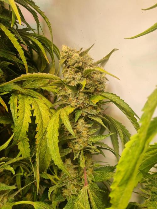Tangerine Dream and Blueberry og. Week 12 - Buds
