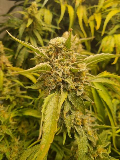 Tangerine Dream and Blueberry og. Week 12 - Buds