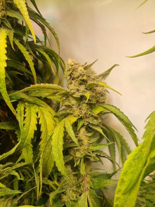 Tangerine Dream and Blueberry og. Week 13