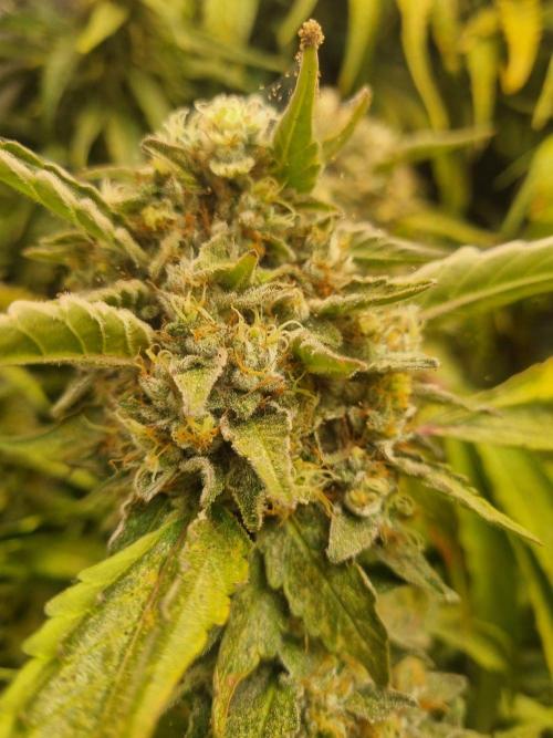 Tangerine Dream and Blueberry og. Week 13