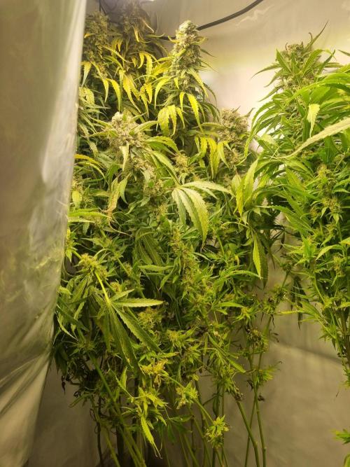 Tangerine Dream and Blueberry og. Week 13