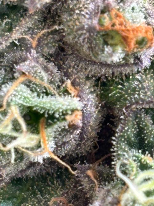 High THC Run ✨️. Week 16 - Bb
Bbtjgn