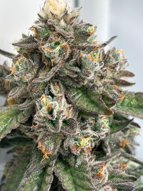 High THC Run ✨️. Week 16 - Bbbbv   bn