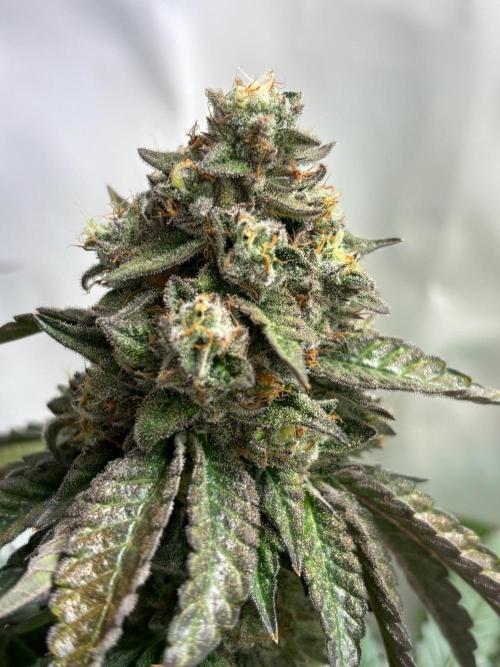 High THC Run ✨️. Week 6 - U
