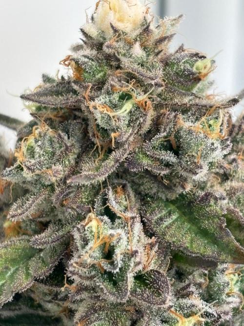 High THC Run ✨️. Week 6 - U