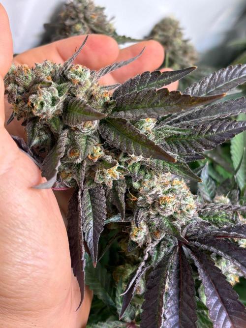 High THC Run ✨️. Week 6 - U
