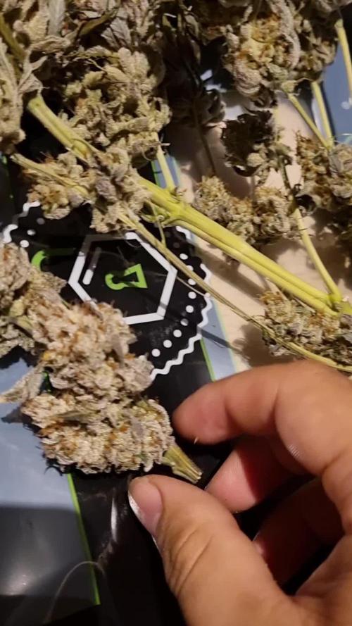 Super Silver Haze x Gelato#42080x80 Sanlight Made in Germany 