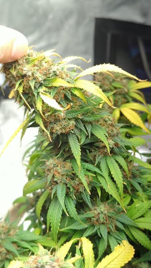 Runtz Automatic First Run