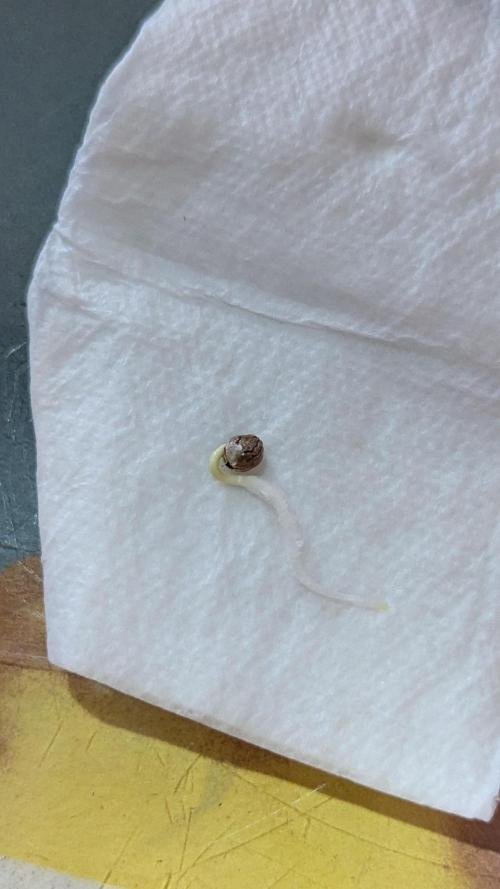 Night Owl Winter Run. Week 0