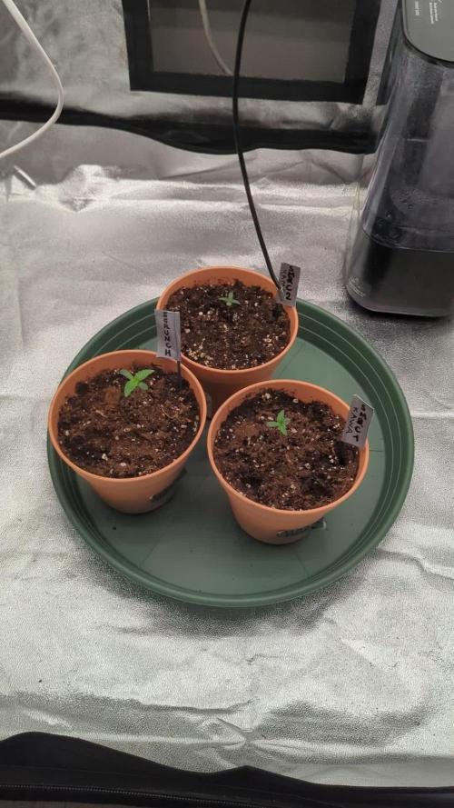 Night Owl Winter Run