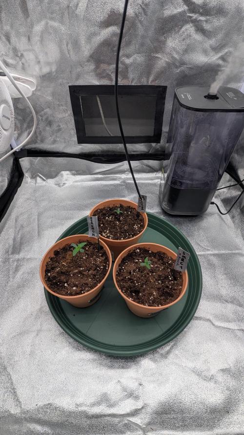 Night Owl Winter Run. Week 1