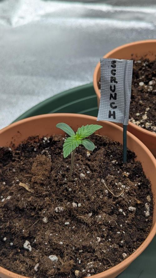 Night Owl Winter Run. Week 1