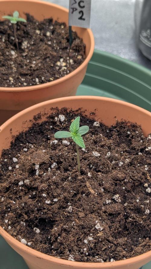 Night Owl Winter Run. Week 1