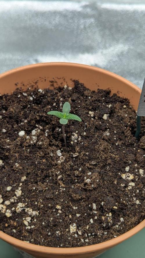 Night Owl Winter Run. Week 1