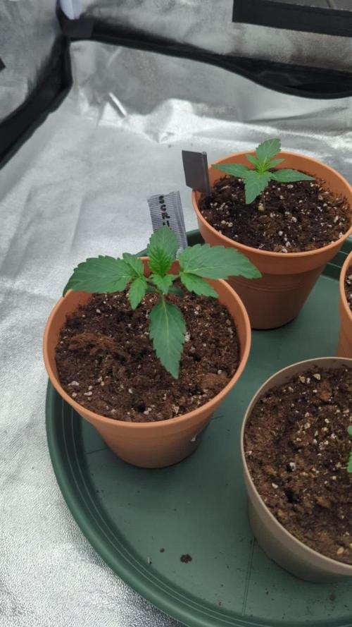 Night Owl Winter Run