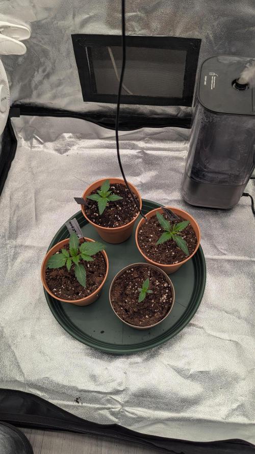 Night Owl Winter Run. Week 2