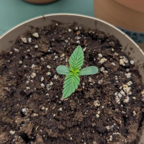 Night Owl Winter Run. Week 2