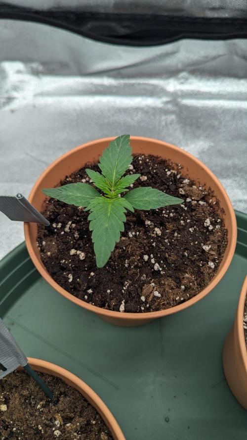 Night Owl Winter Run. Week 2