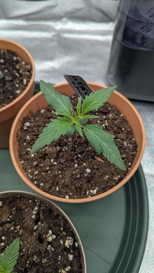 Night Owl Winter Run. Week 2