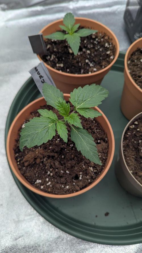 Night Owl Winter Run. Week 2