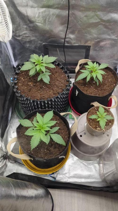 Night Owl Winter Run