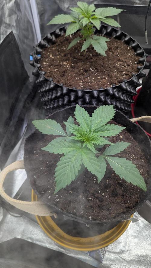 Night Owl Winter Run. Week 3