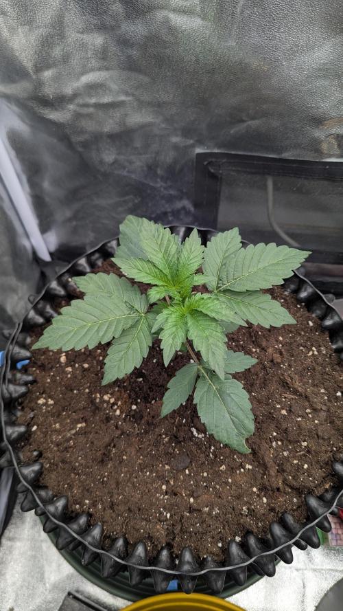 Night Owl Winter Run. Week 3