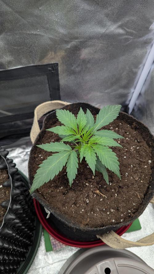 Night Owl Winter Run. Week 3