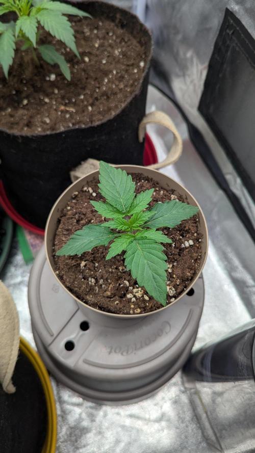 Night Owl Winter Run. Week 3