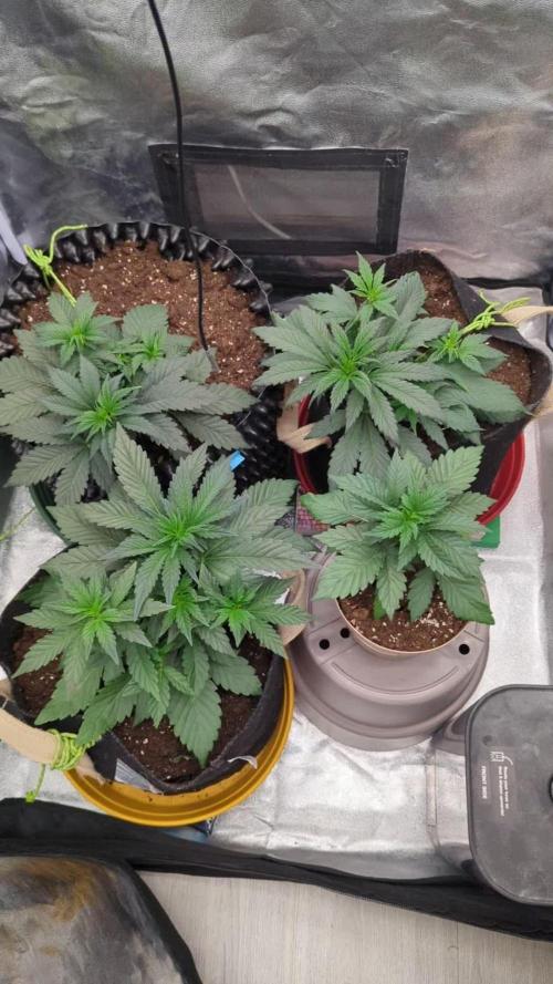 Night Owl Winter Run