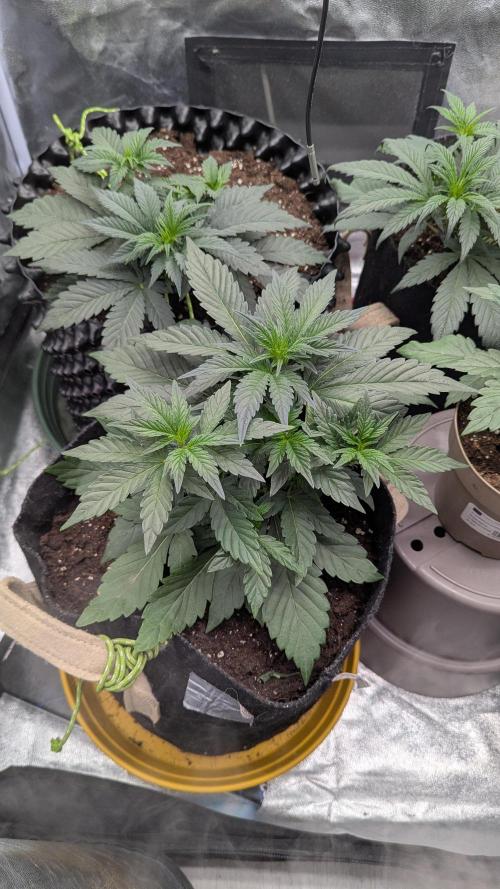 Night Owl Winter Run. Week 4