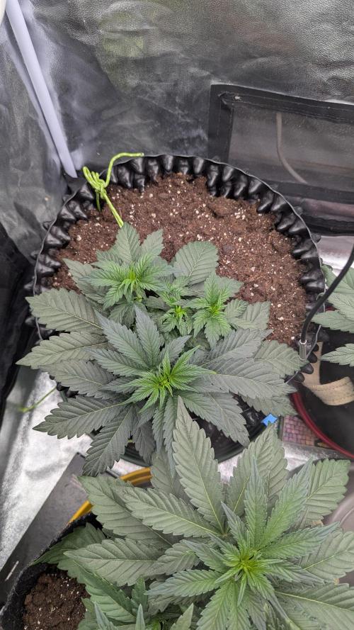 Night Owl Winter Run. Week 4