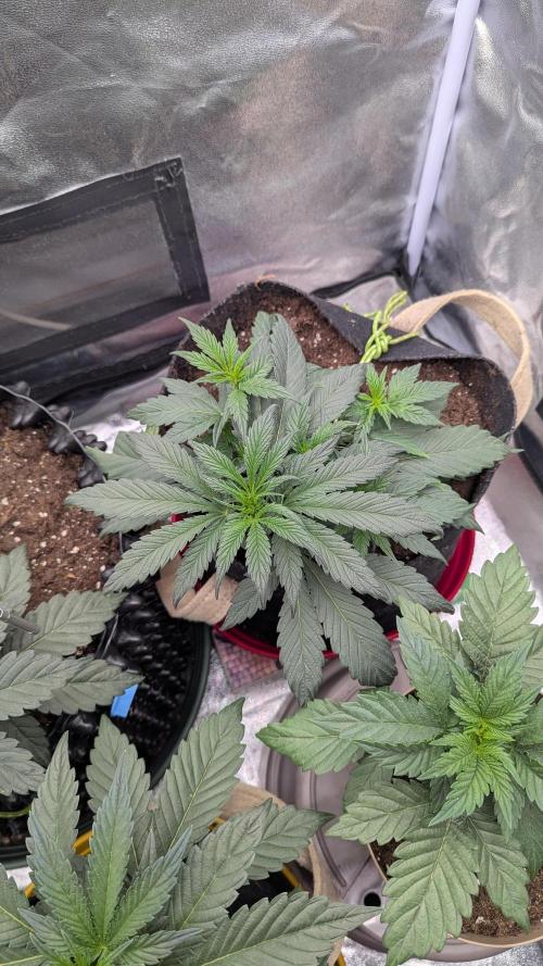 Night Owl Winter Run. Week 4