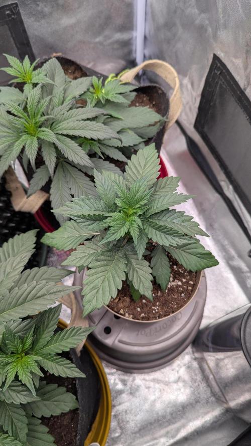 Night Owl Winter Run. Week 4